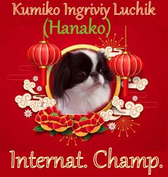 CH. Kumiko (hanako) igriviy luchik